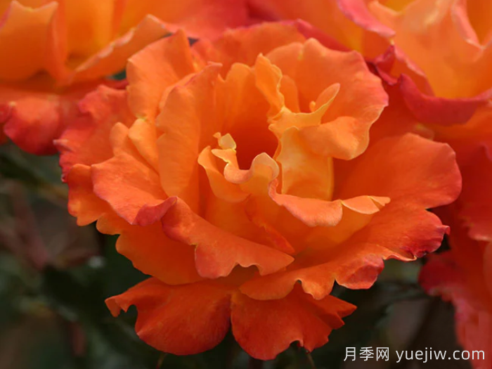 橘紅潮月季/橙色波浪(Heirloom)(圖4)
