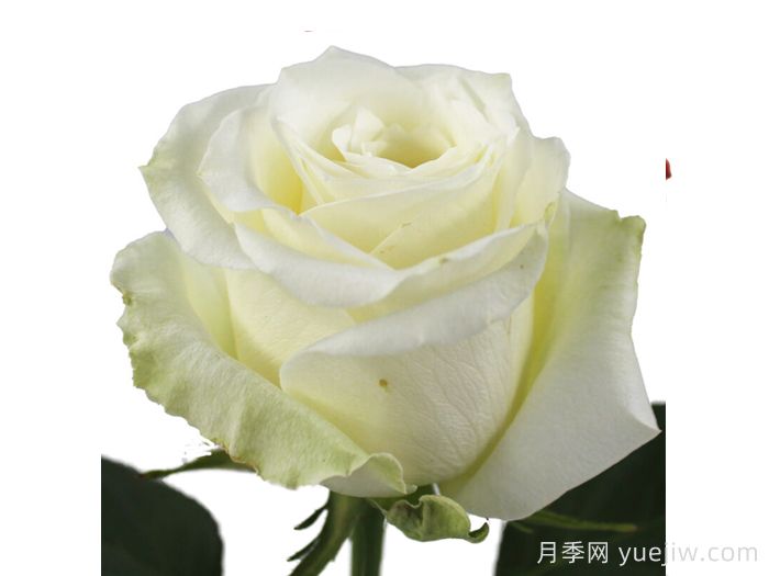 香草冰月季(圖1)