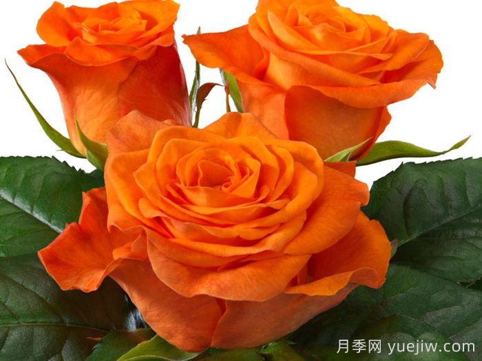 橘紅潮月季/橙色波浪(Interplant)(圖1)