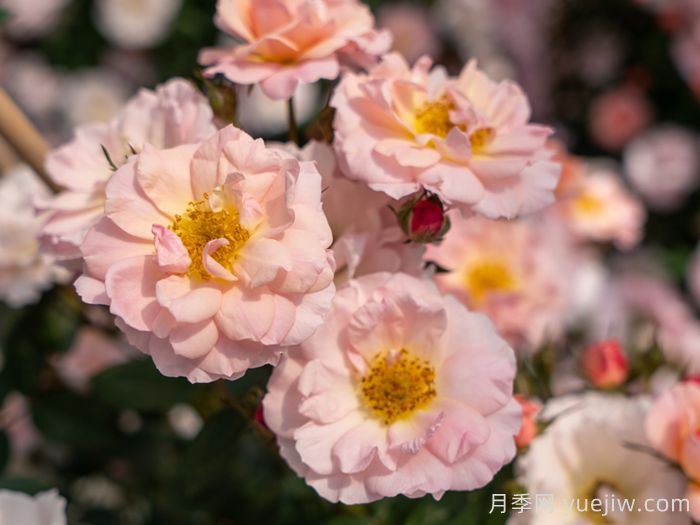 小蝴蝶月季(圖1)
