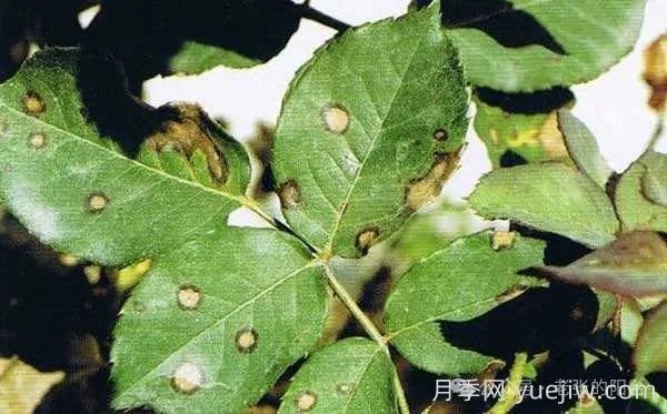 夏天月季發(fā)生炭疽病，該如何有效防治？(圖1)