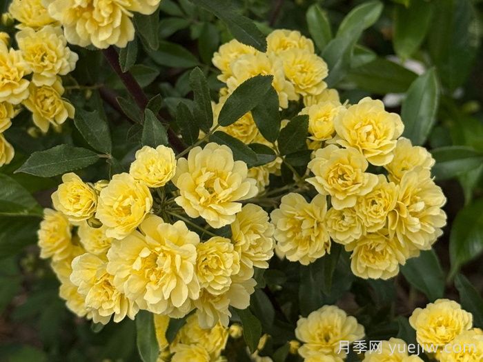 分享十種黃色藤本花卉(圖1)