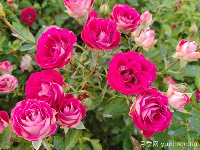 月季花春季施肥過多怎么辦？(圖1)