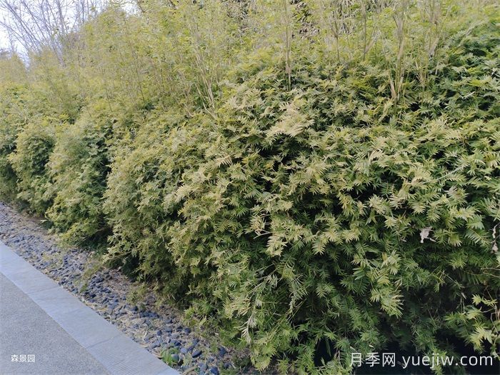分享10種片植植物設(shè)計(圖1)