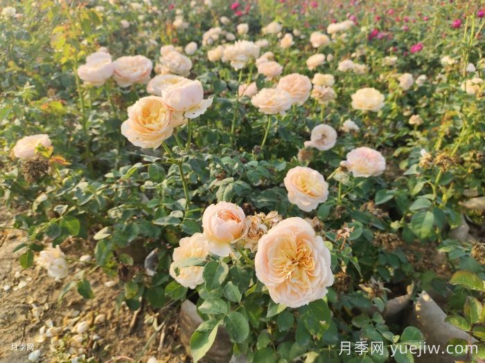 月季新葉卷曲枯萎的原因是什么？(圖1)