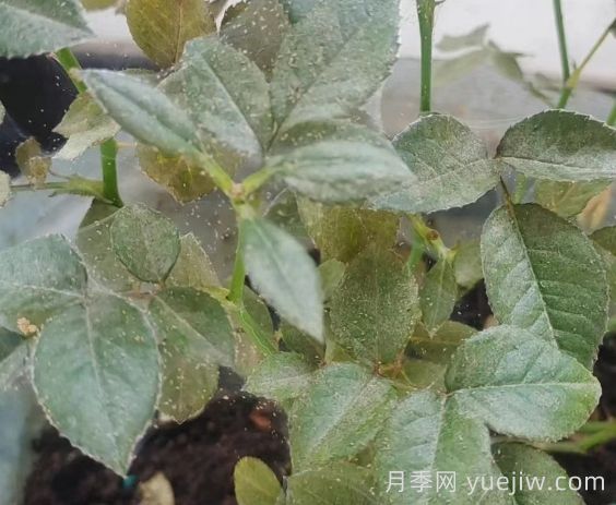 春季月季爆發(fā)紅蜘蛛了，該怎么辦？(圖1)