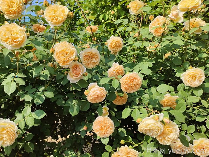 月季花的自然花期是什么時(shí)候？(圖1)