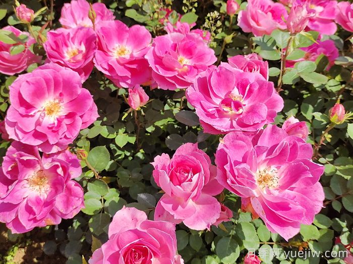 四月種月季花，種植養(yǎng)護(hù)要點(diǎn)告訴你(圖1)