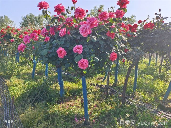 購買5公分樹狀月季時，如何判斷其品質(zhì)的好壞？(圖1)