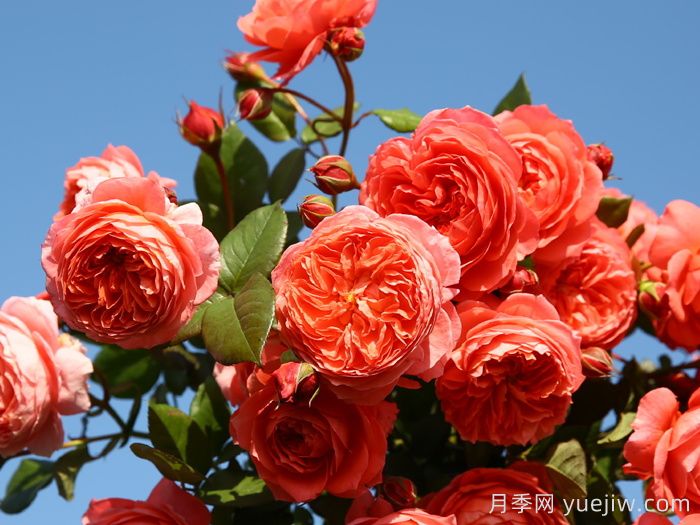 夏日花火月季的優(yōu)缺點？(圖1)