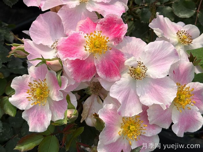 桃華影月季(圖1)