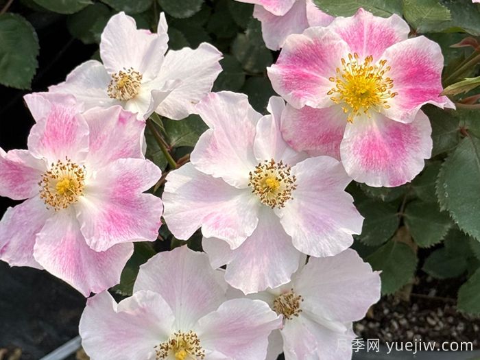 桃華影月季(圖3)