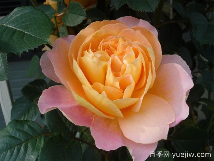 印象派月季可以做灌木嗎？(圖1)