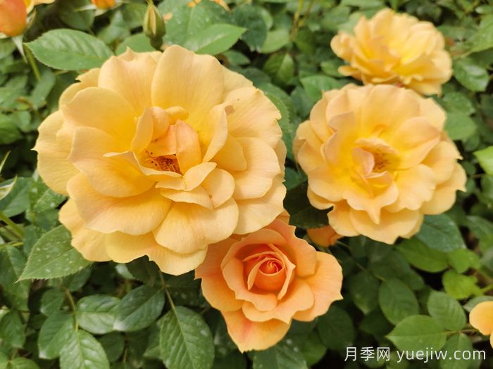 黃月季哪個品種***好養(yǎng)勤花？(圖1)