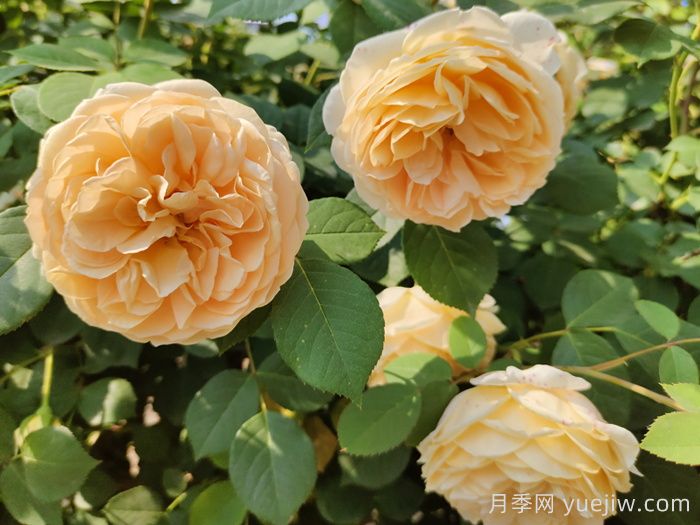 黃月季哪個品種***好養(yǎng)勤花？(圖2)
