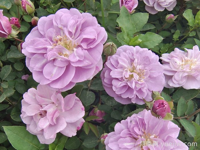 月季花種子幾月播種***好？(圖1)
