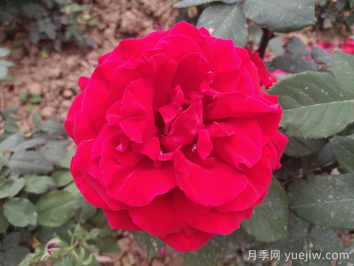 茶花女月季與梅朗口紅月季的區(qū)別是什么？(圖1)