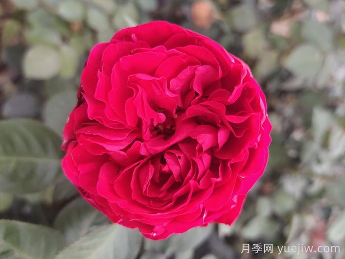 茶花女月季與梅朗口紅月季的區(qū)別是什么？(圖2)