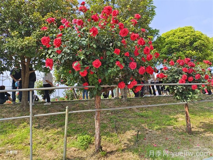 樹狀月季為什么嫁接的都是緋扇粉扇？(圖2)