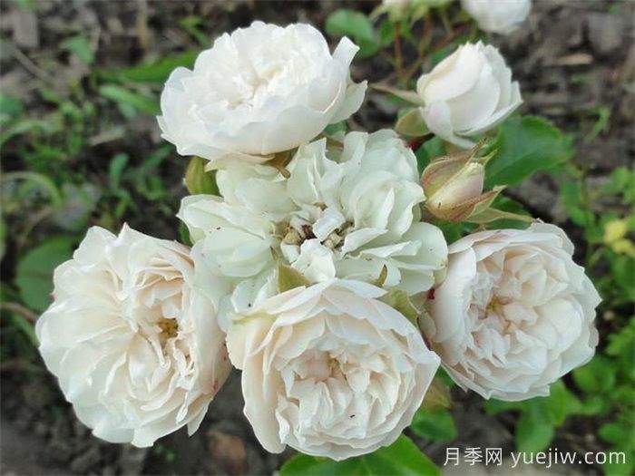 綠冰月季推薦，清新淡雅的微月(圖2)