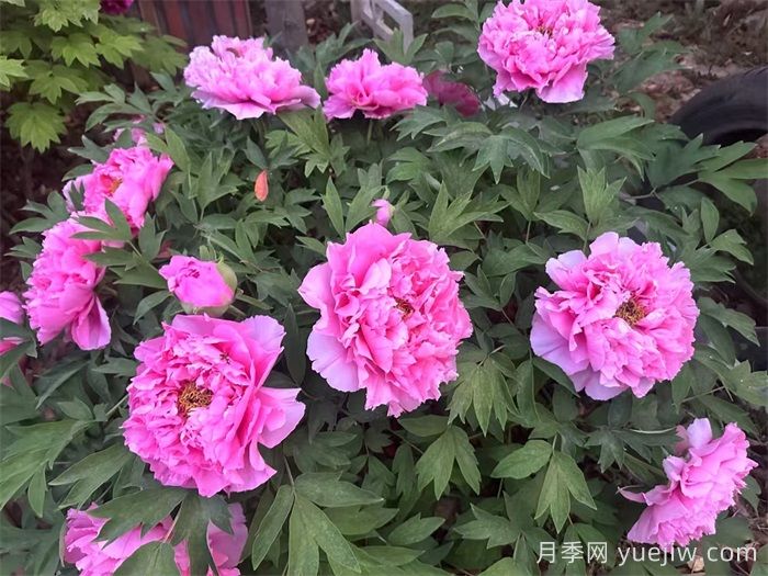 植物百科：牡丹與芍藥的區(qū)別(圖1)