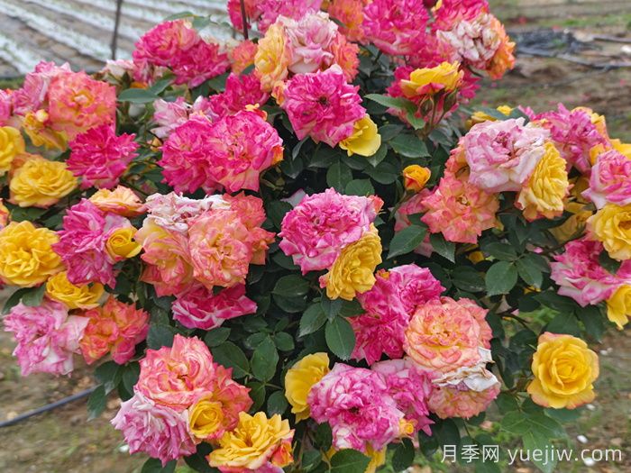 月季花期延長(zhǎng)方法(圖1)