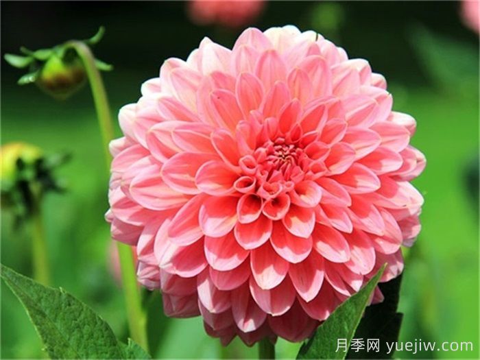 植物介紹：大麗花(圖1)