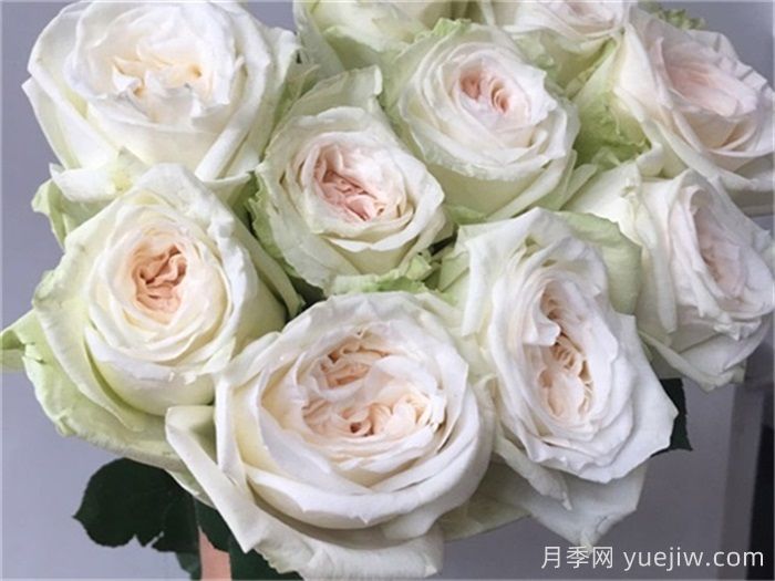 白哈娜月季的優(yōu)缺點(diǎn)是什么？(圖1)