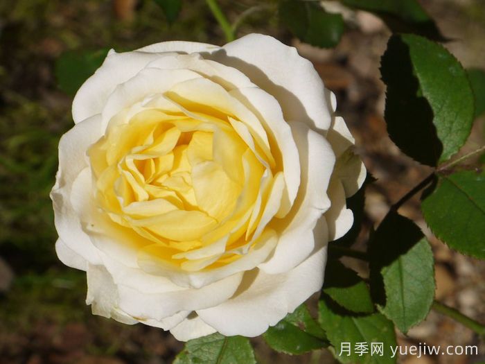 無限永遠(yuǎn)月季的優(yōu)缺點(diǎn)是什么？(圖1)