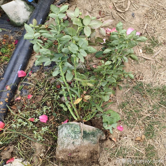 月季強筍爆長影響株型，有什么解法？(圖1)