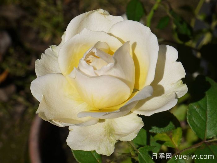 無限永遠月季/英菲尼迪(圖2)