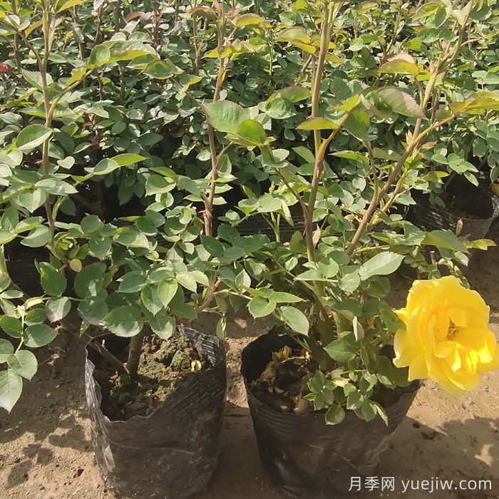 月季春季澆水頻率(圖1)