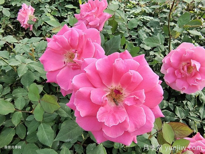月季開花期，停肥是什么操作？(圖1)