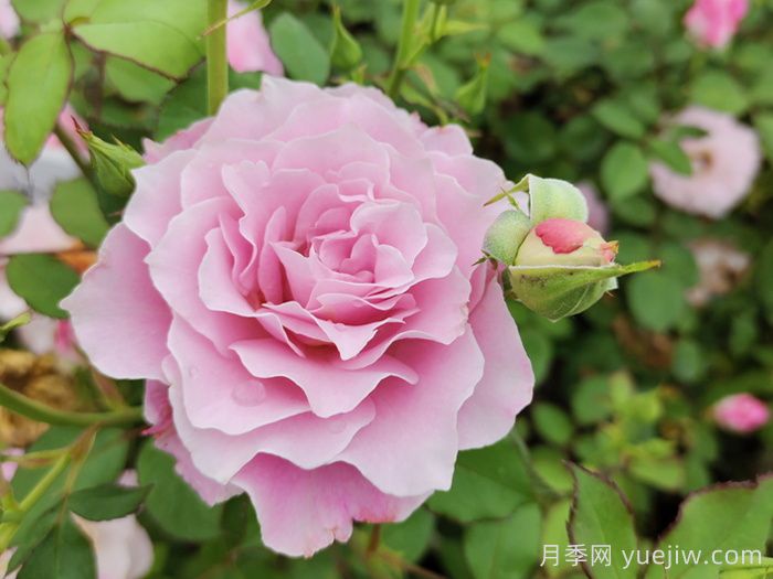 月季花不對(duì)版是什么意思？(圖1)