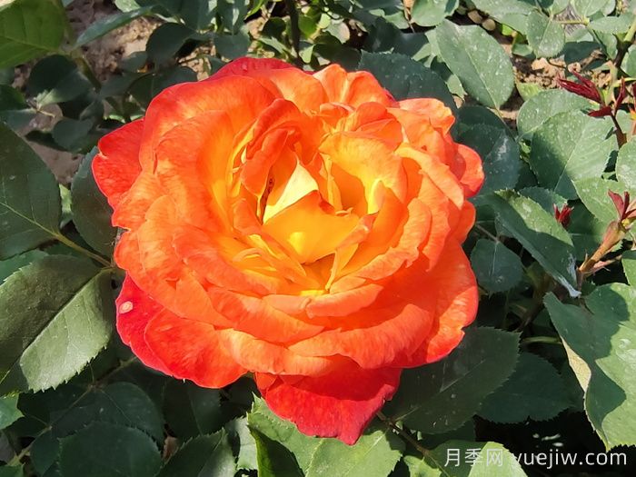 月季花品種識別技巧(圖1)