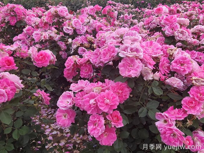 **波春花不標(biāo)準(zhǔn)？這些因素或是罪魁禍?zhǔn)?圖2)