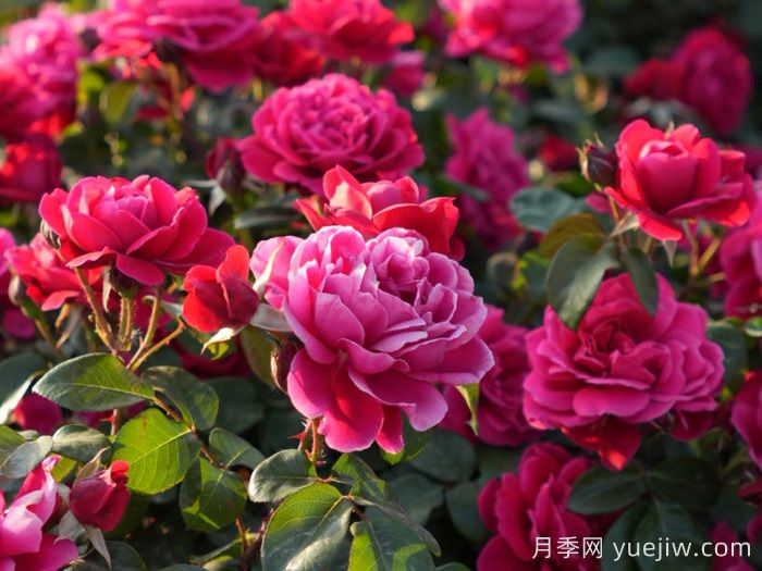 十四周年紅月季(圖1)