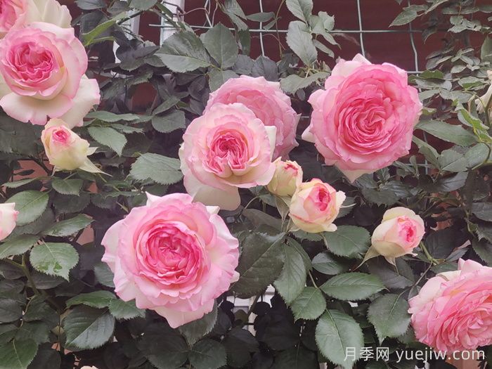 龍沙寶石，***受歡迎的粉色藤本月季，無法抗拒的魅力(圖3)