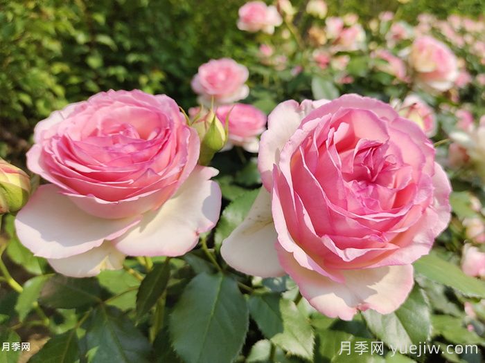 龍沙寶石月季一年開(kāi)一次，卻是藤本之王(圖1)