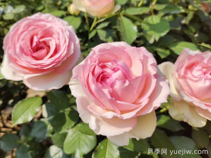 龍沙寶石月季一年能開幾次花？(圖1)
