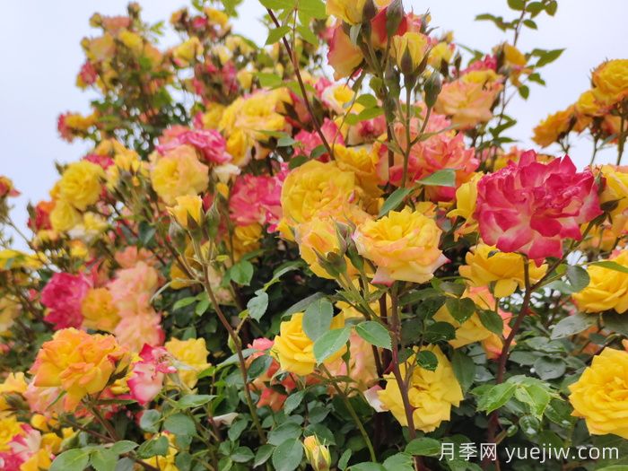 藤彩虹月季一年開幾次花？復(fù)花快嗎？(圖1)