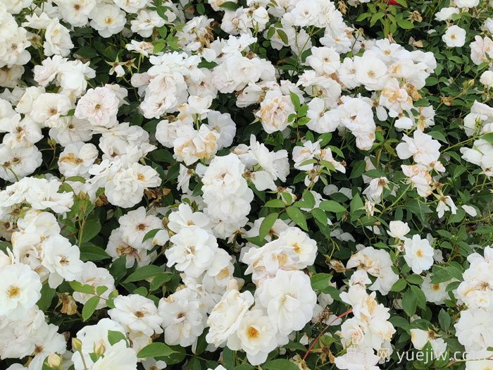 豐花多花的月季品種(圖1)