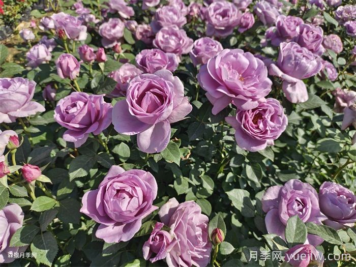 豐花多花的月季品種(圖3)