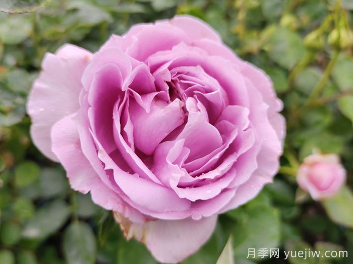 推薦5種藍色網(wǎng)紅月季，花量大花期長(圖1)