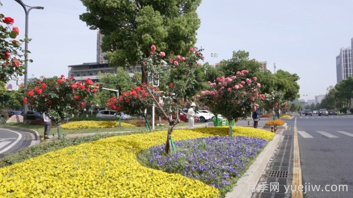 湖南寧鄉(xiāng)：萬株月季齊綻放，扮靚城市生態(tài)新風景(圖2)