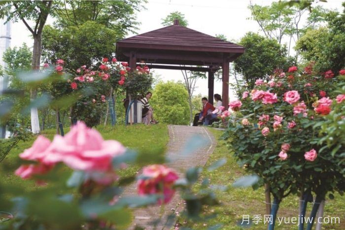 湖南寧鄉(xiāng)：萬株月季齊綻放，扮靚城市生態(tài)新風景(圖3)