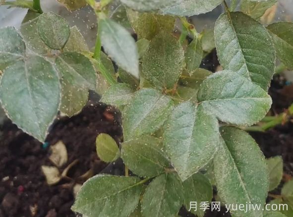 月季又有紅蜘蛛了，該怎么處理？(圖1)