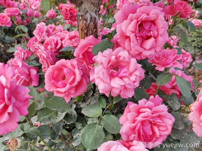 玫瑰、月季、薔薇怎么區(qū)分？你認識真正的月季花嗎？(圖2)