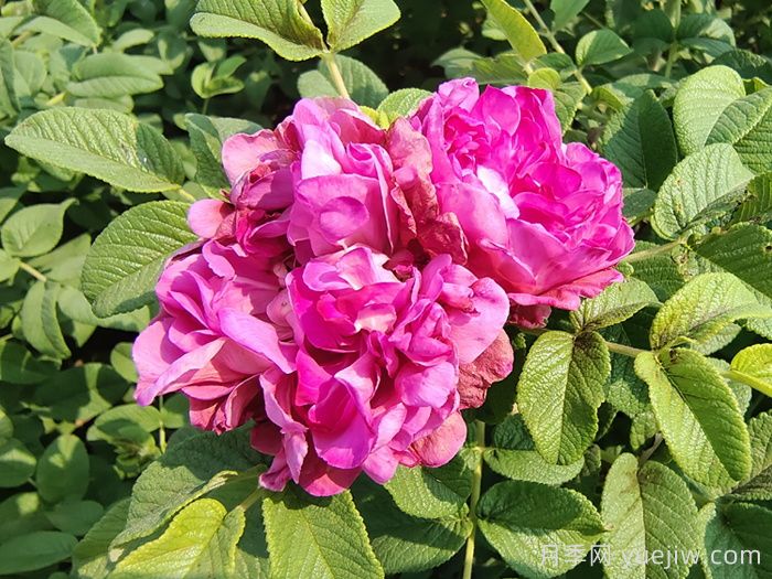 玫瑰、月季、薔薇怎么區(qū)分？你認識真正的月季花嗎？(圖3)
