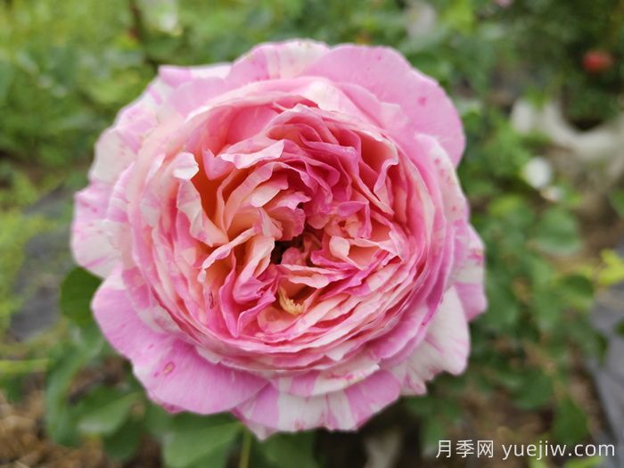 推薦十大經(jīng)典灌木月季品種(圖2)
